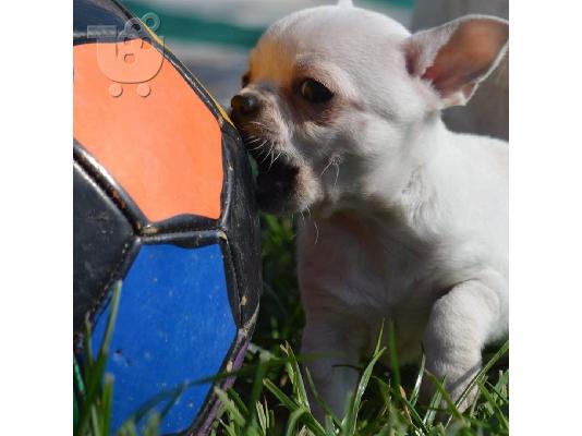 CHIHUAHUA-350 €